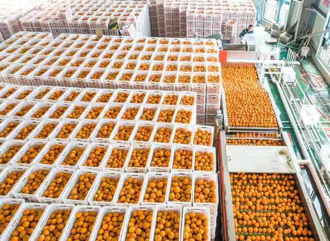 辰颐物语生鲜水果华中电商加工产业园内:脐橙鲜果分拣包装实现全自动