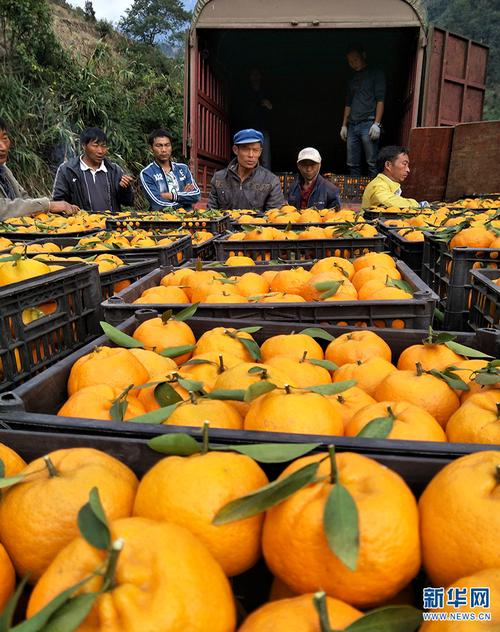 柑橘等水果通过多个电商平台售出,运往上海,浙江等地